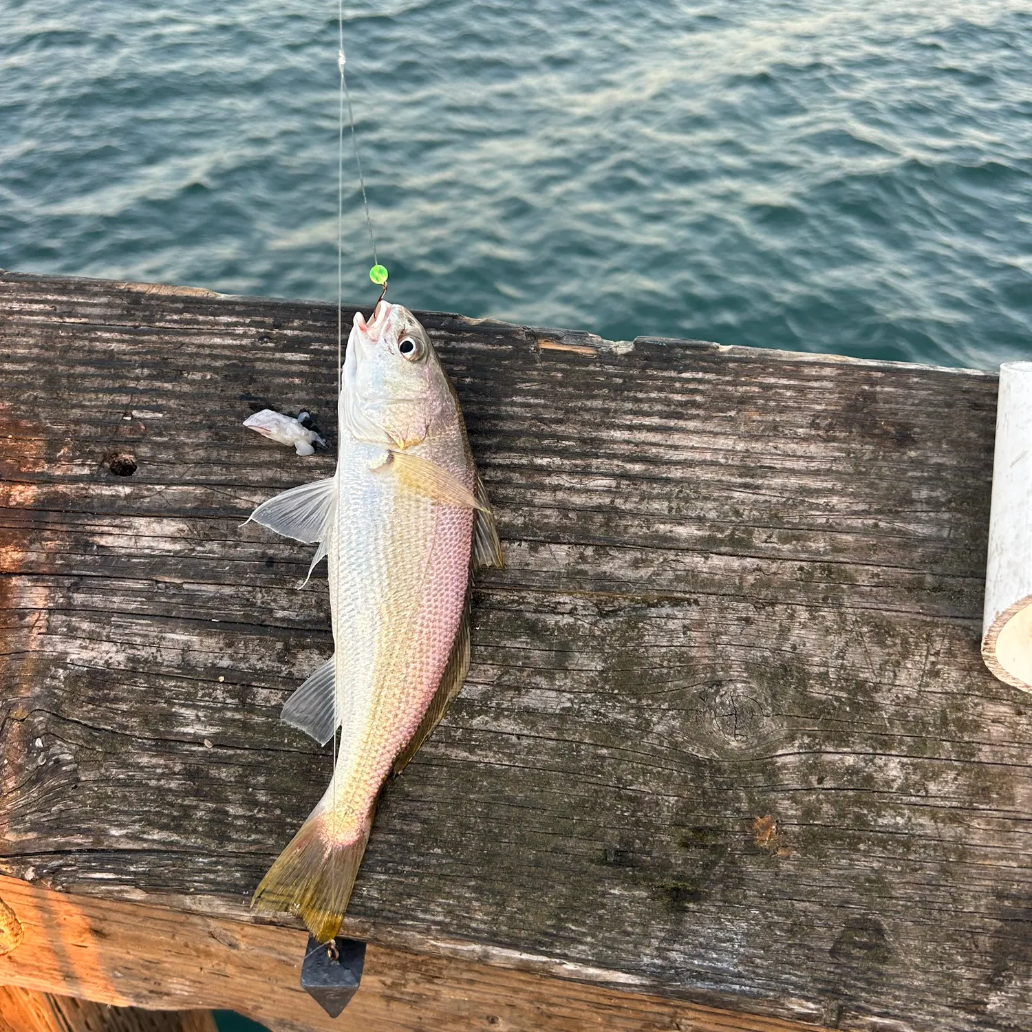 The most recent White croaker catches on Fishbrain