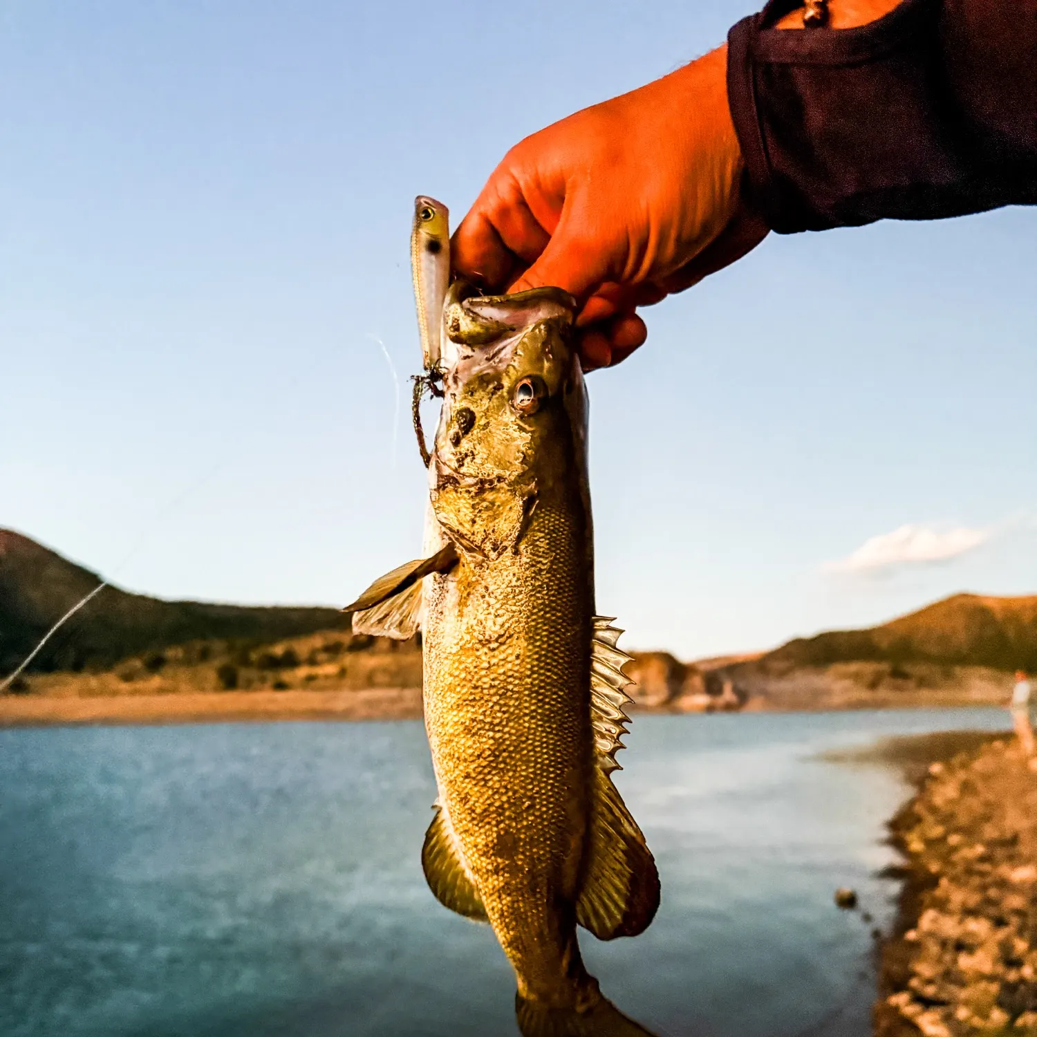 Smallmouth bass caught on Fishbrain