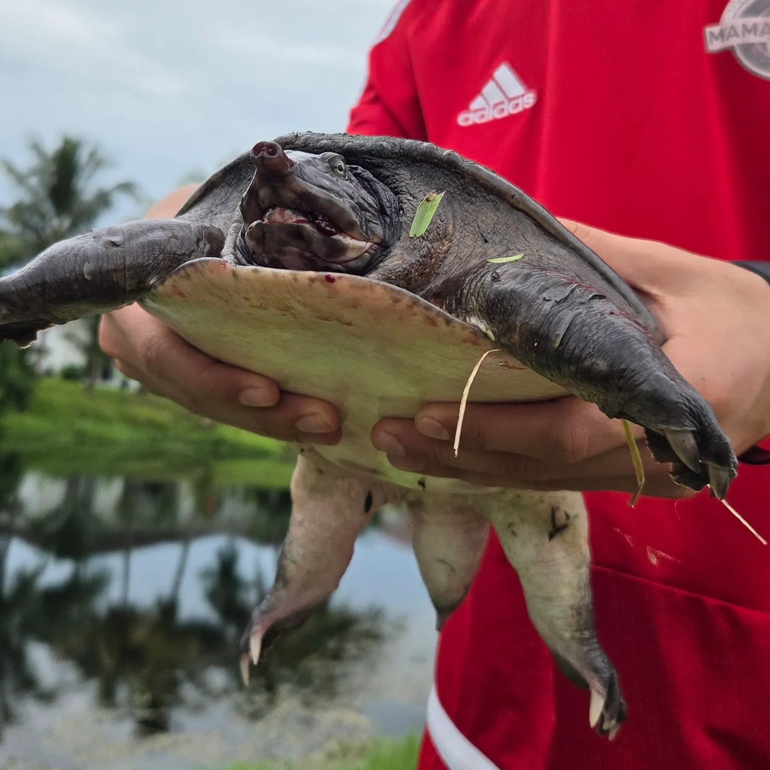 The most recent Florida softshell turtle catches on Fishbrain