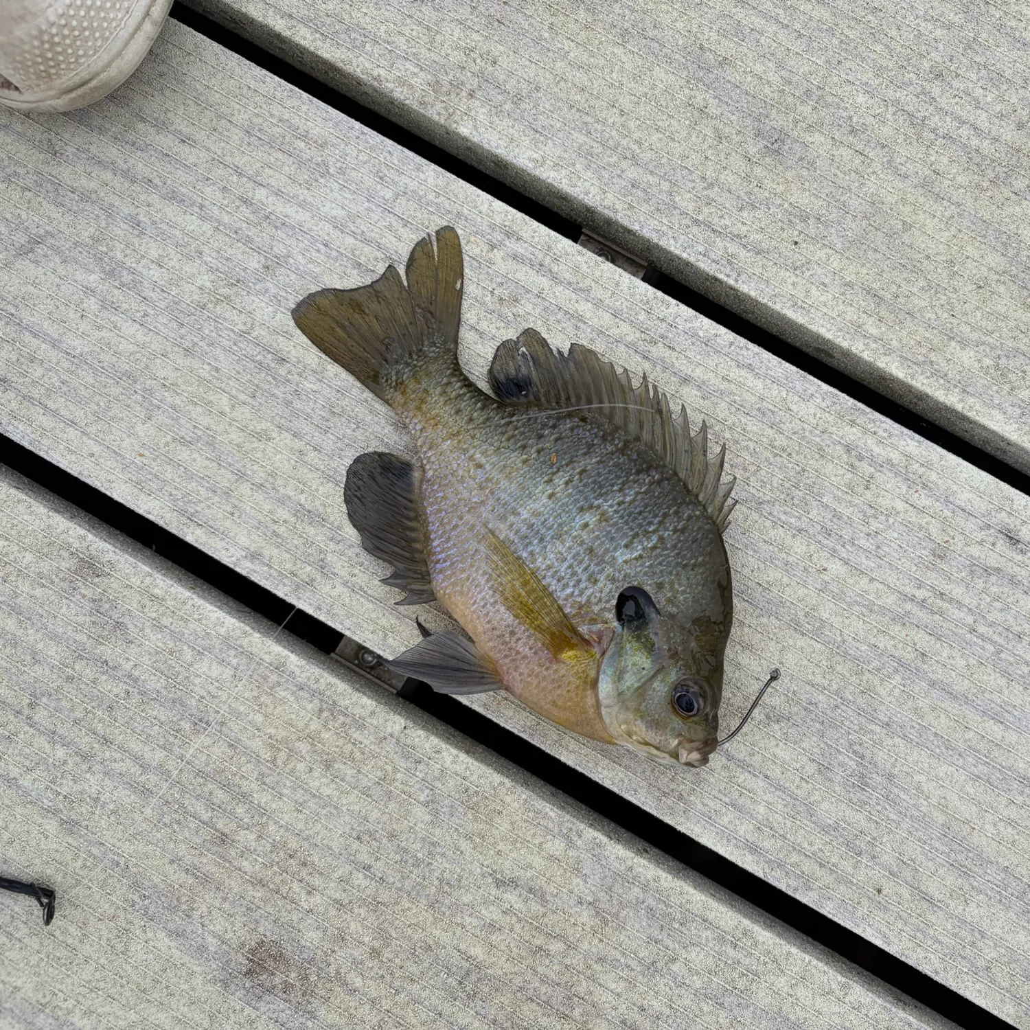 Bluegill caught on Fishbrain
