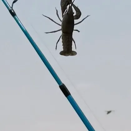 The most recent Virile crayfish catches on Fishbrain