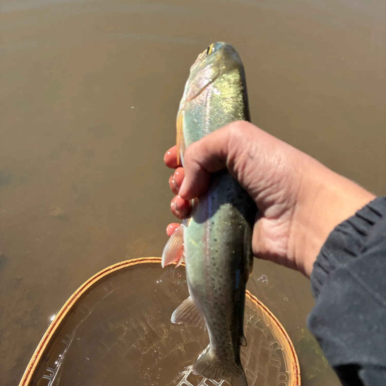 Rainbow trout caught on Fishbrain