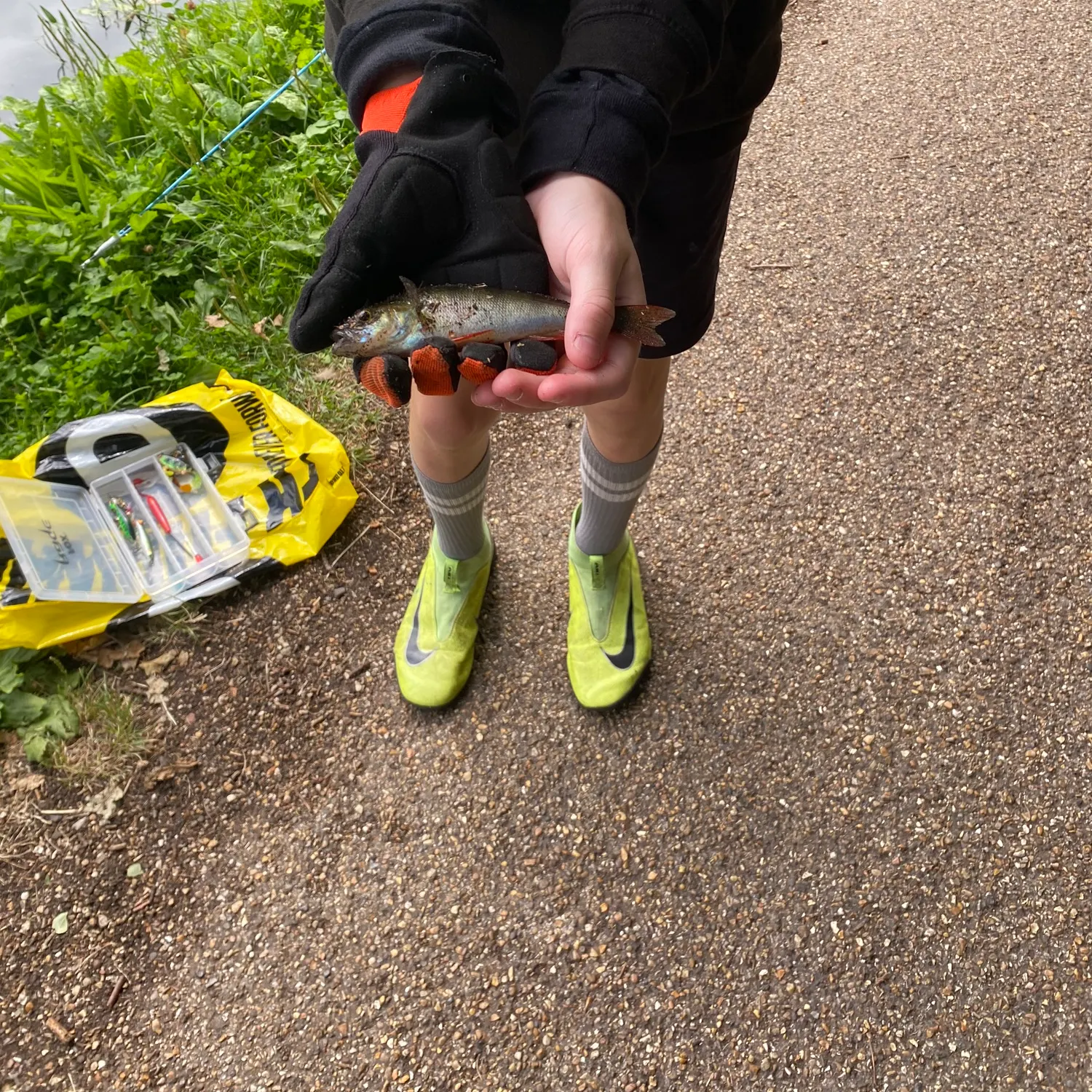European eel caught on Fishbrain