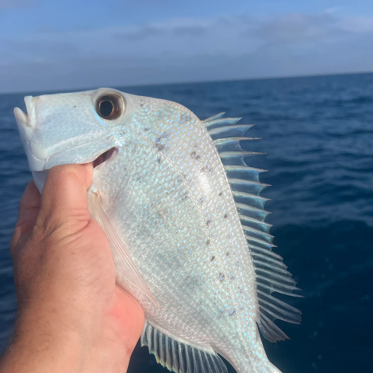 The most recent Silver porgy catches on Fishbrain