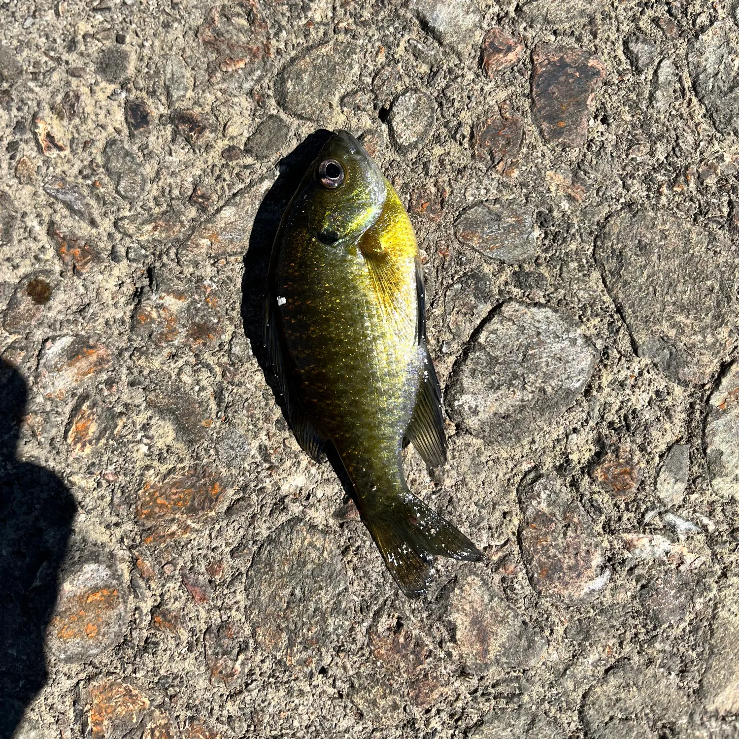 Bluegill caught on Fishbrain