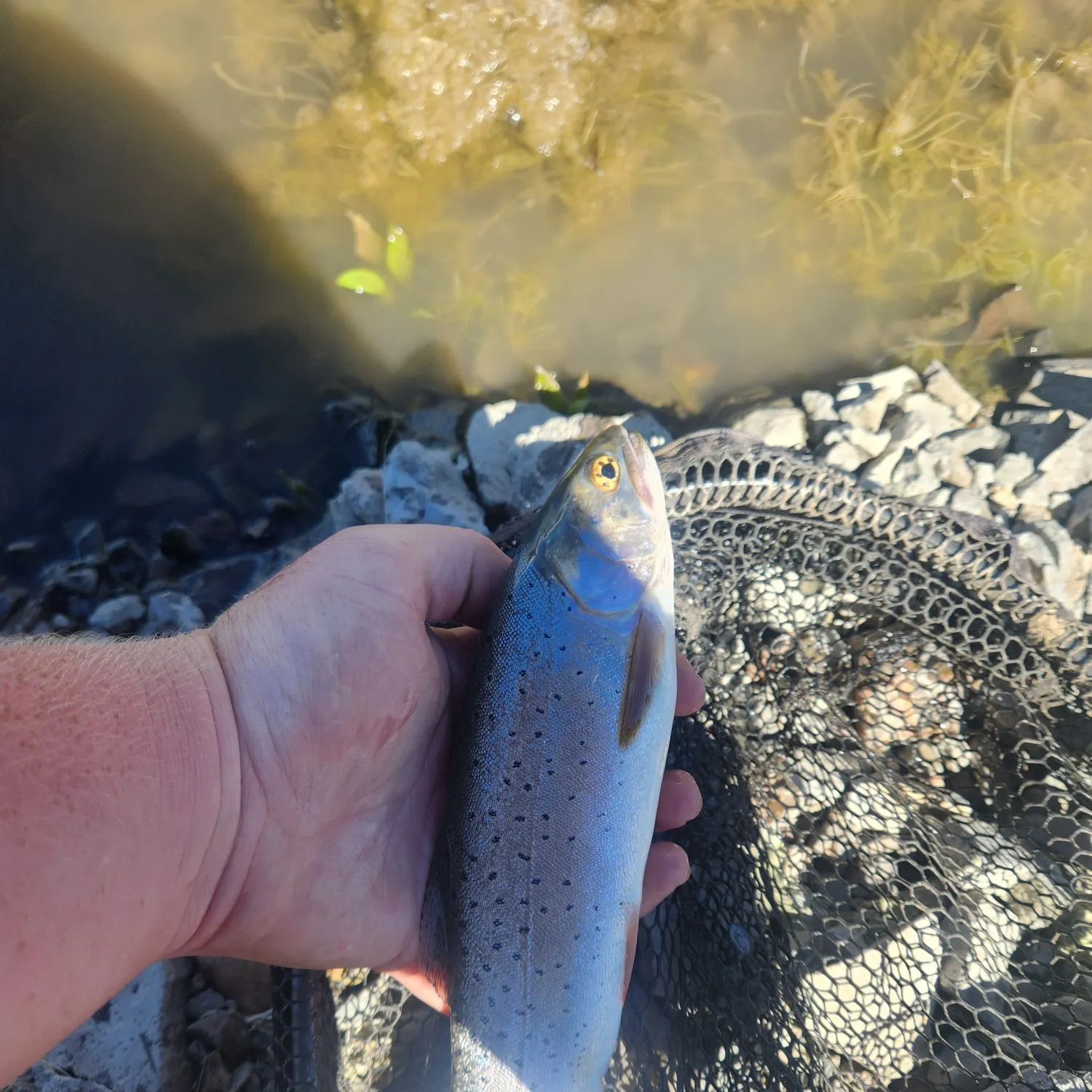 The most recent Bonneville cutthroat trout catches on Fishbrain