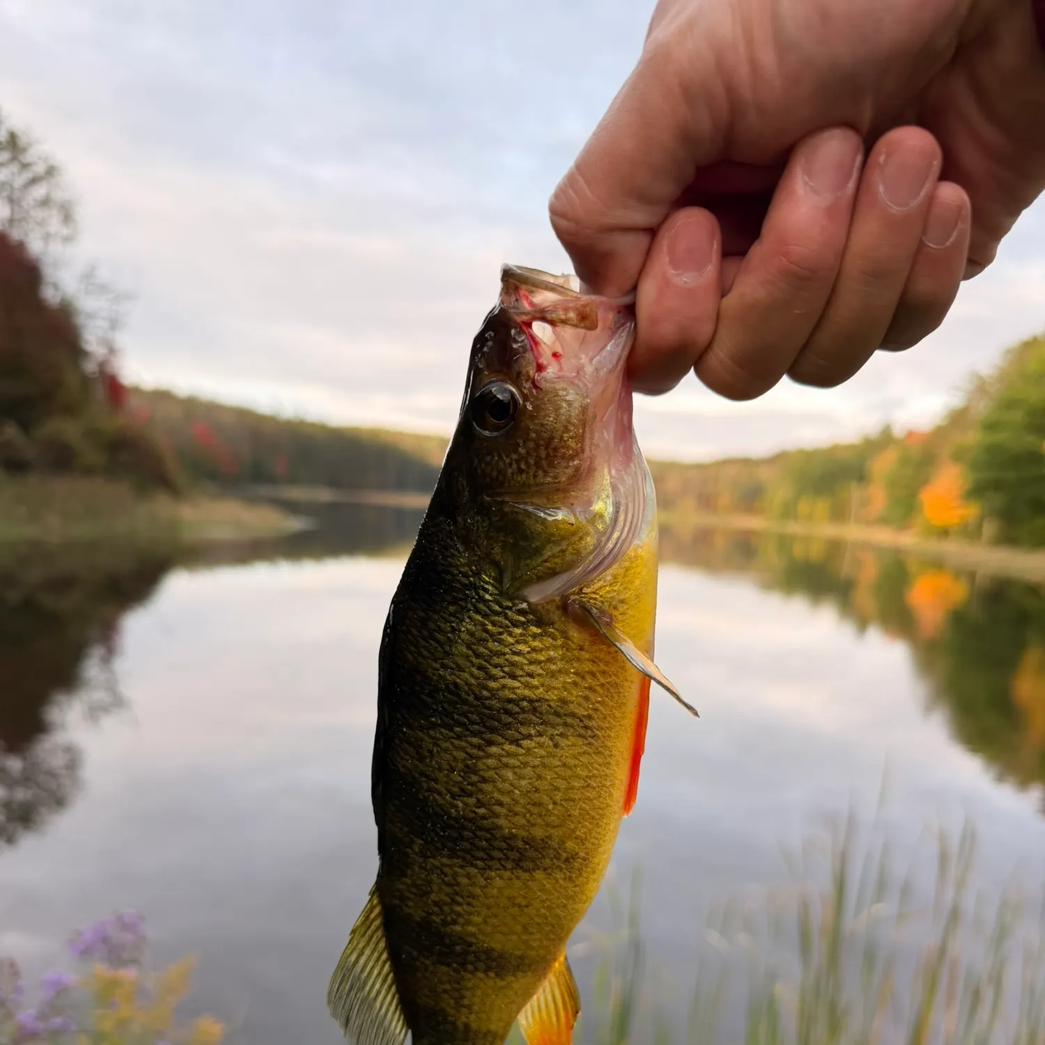 Yellow perch caught on Fishbrain