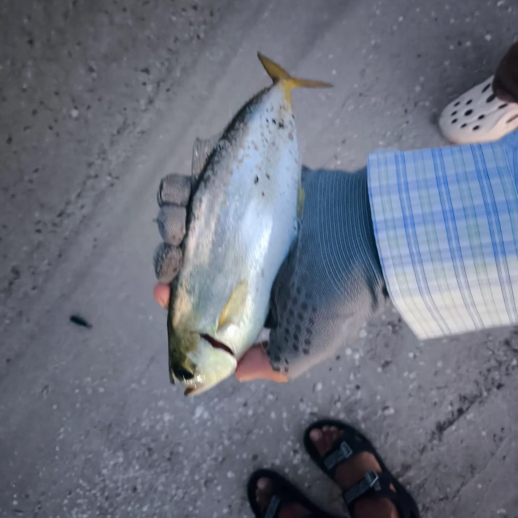 Leatherjack caught on Fishbrain