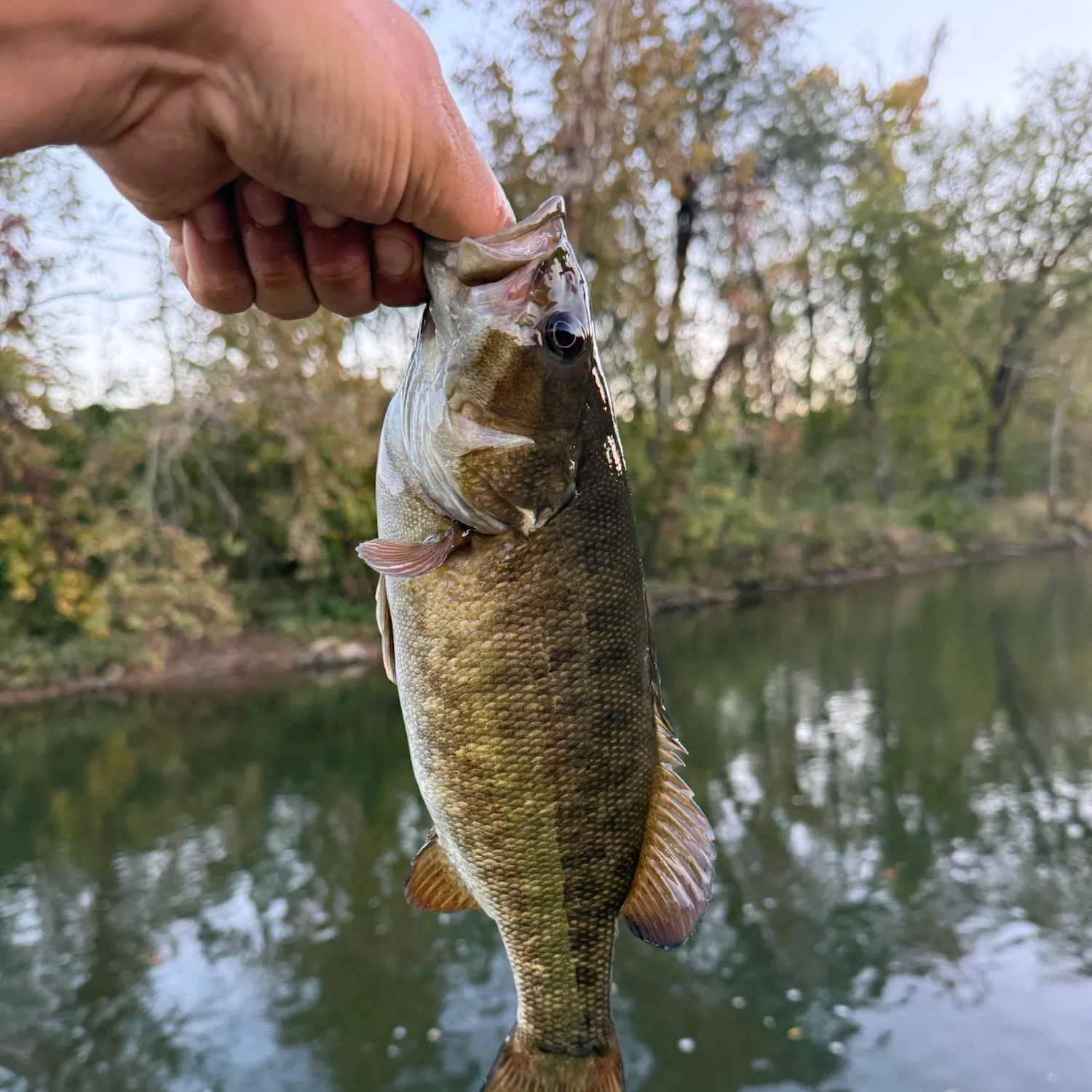 Smallmouth bass caught on Fishbrain