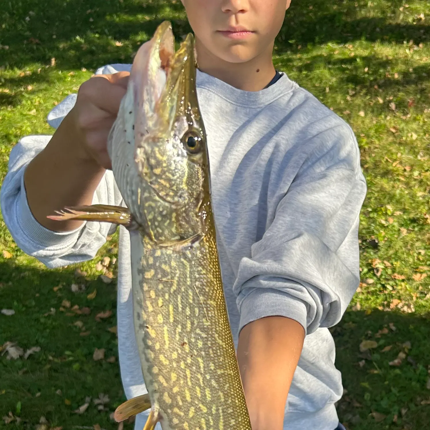 Northern pike caught on Fishbrain