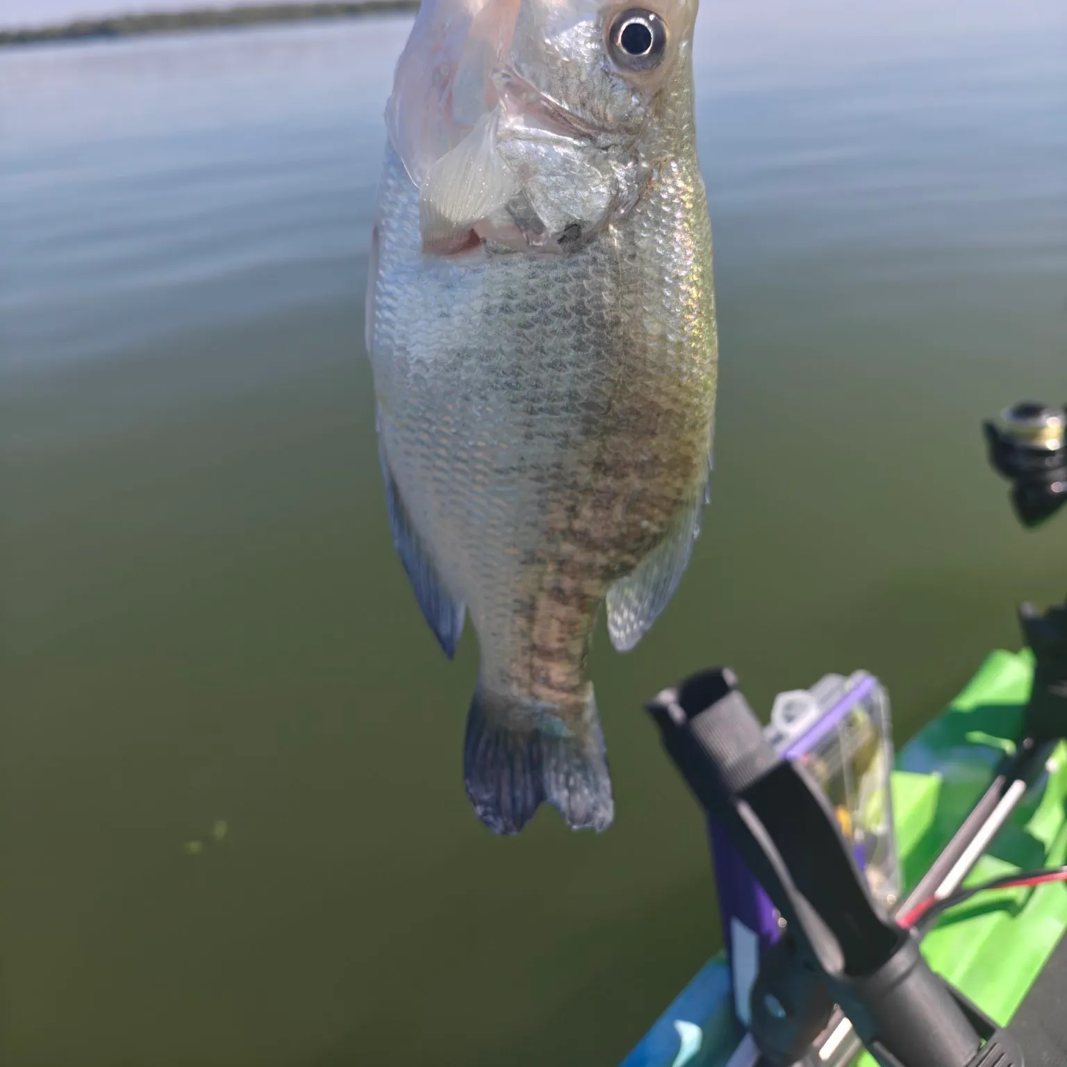 White crappie caught on Fishbrain