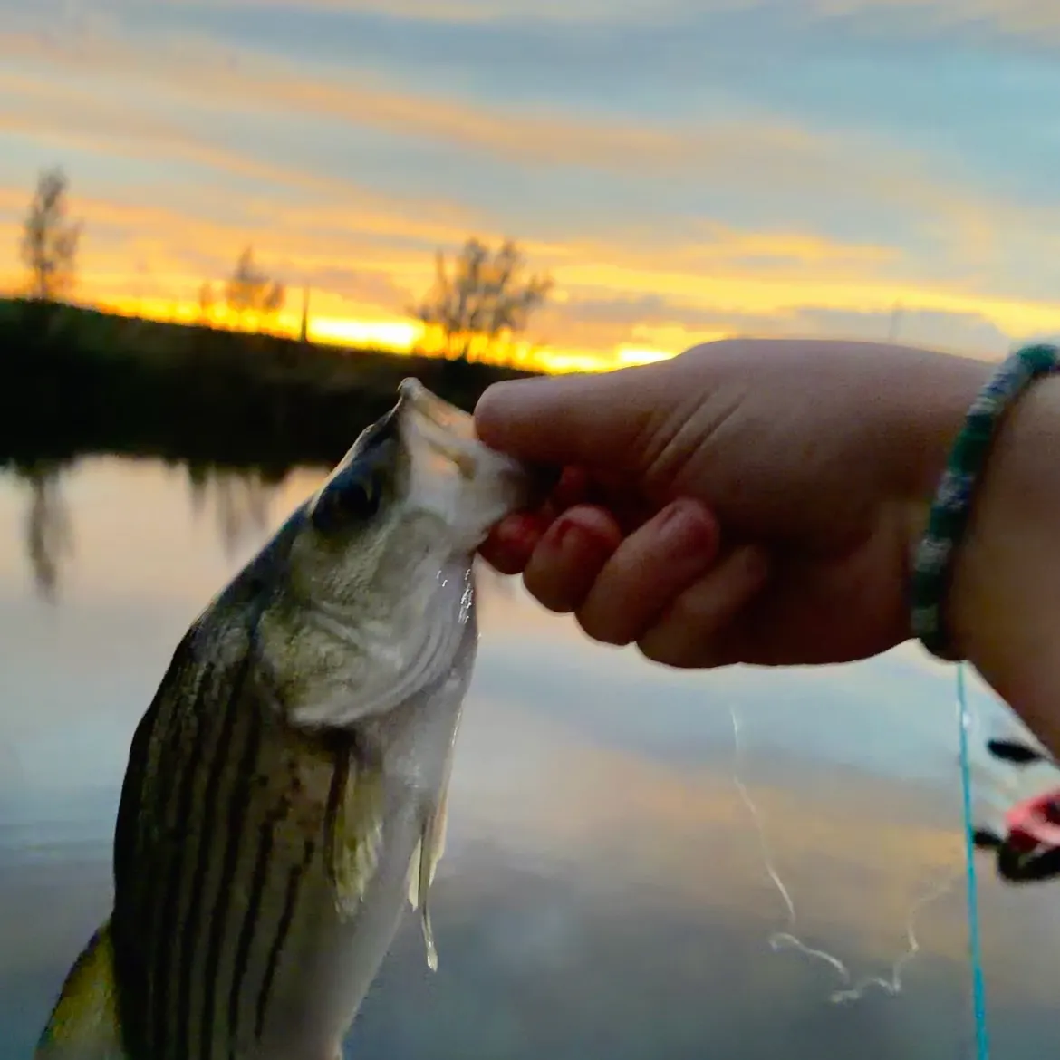 Wiper caught on Fishbrain