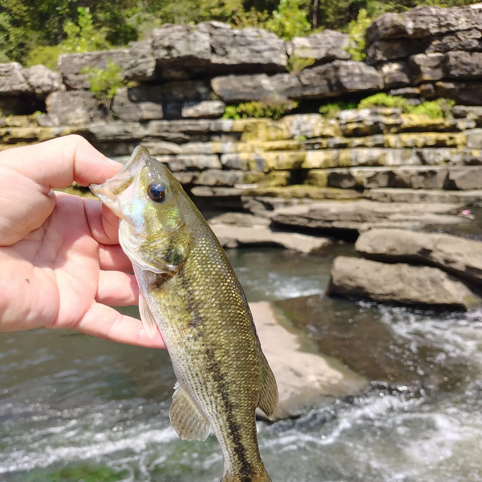 Spotted bass caught on Fishbrain