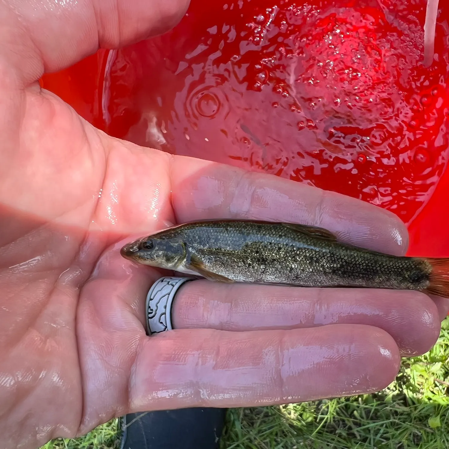 The most popular recent Longnose dace catch on Fishbrain