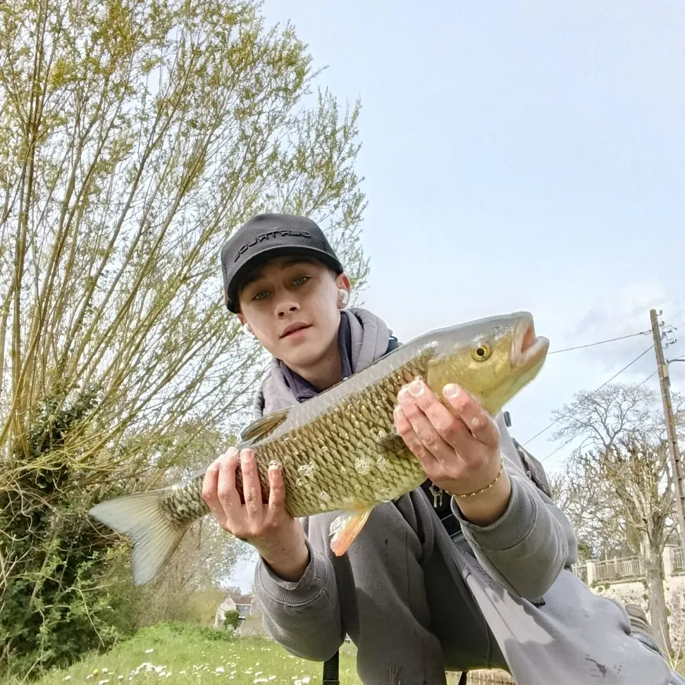 The most recent European chub catches on Fishbrain