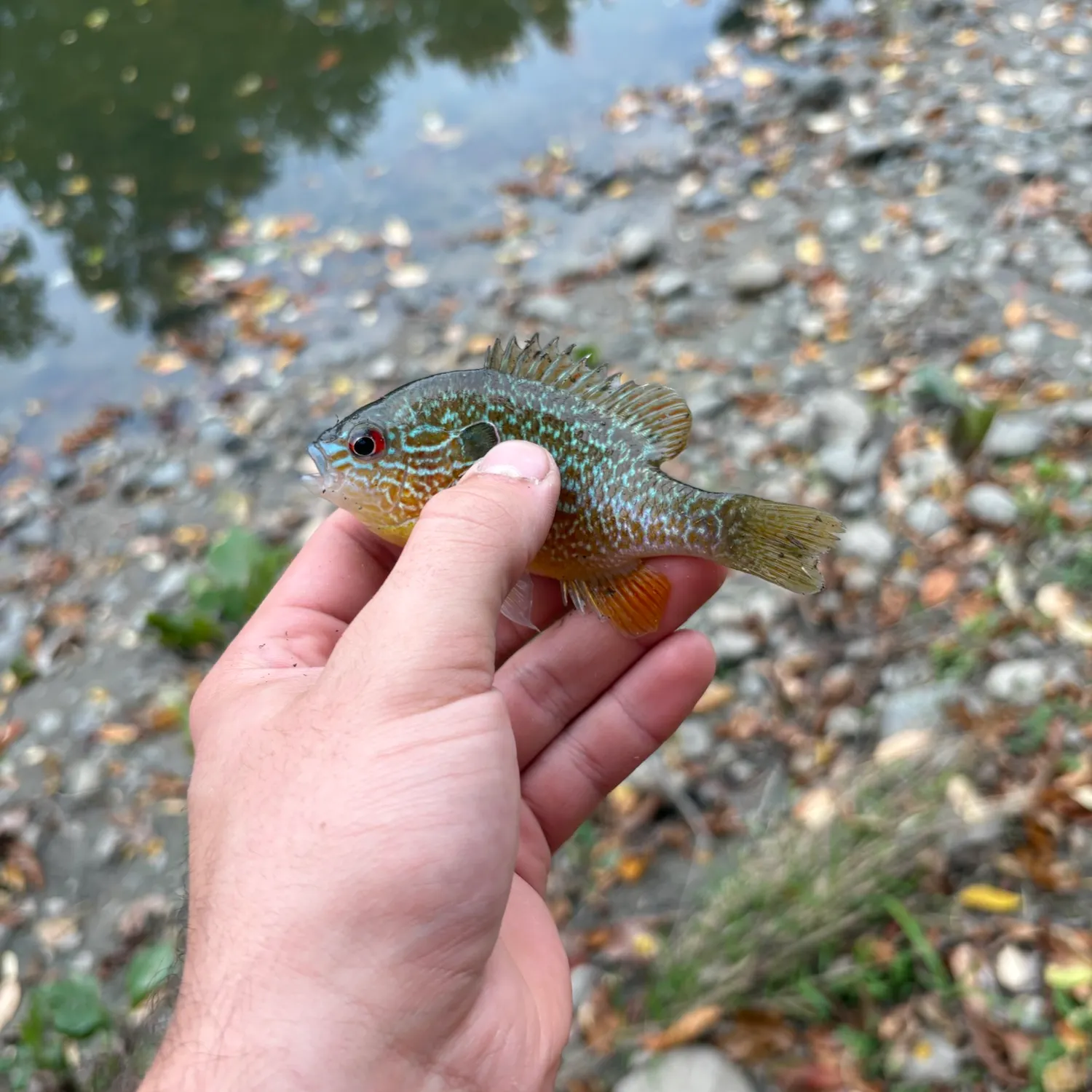 Longear sunfish caught on Fishbrain