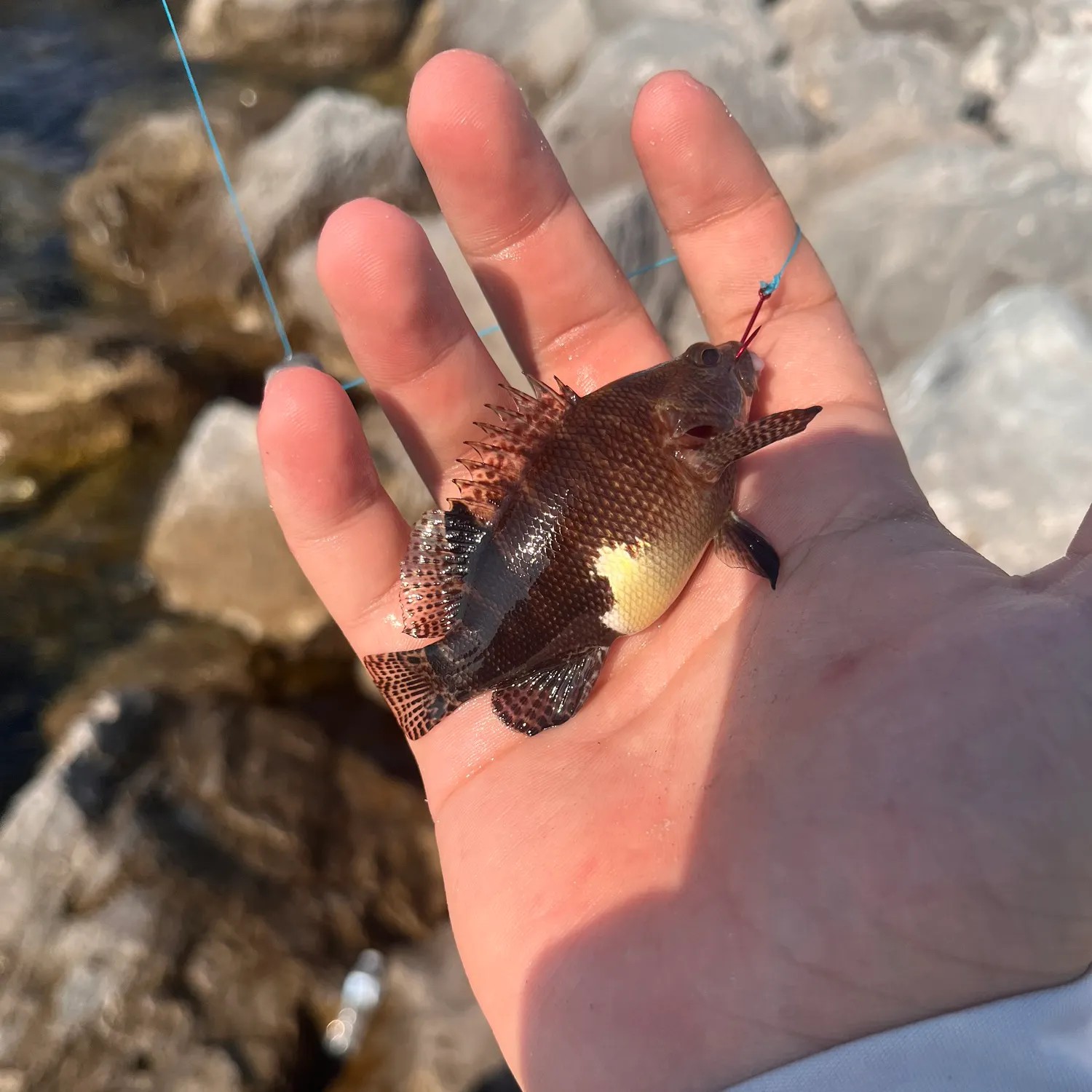 The most recent Belted sandfish catches on Fishbrain