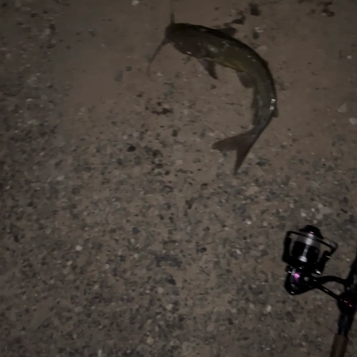 Channel catfish caught on Fishbrain