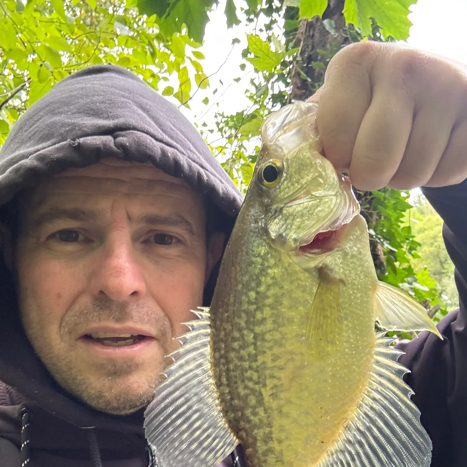 Black crappie caught on Fishbrain