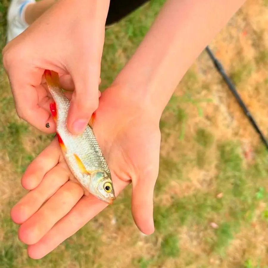 Common rudd caught on Fishbrain