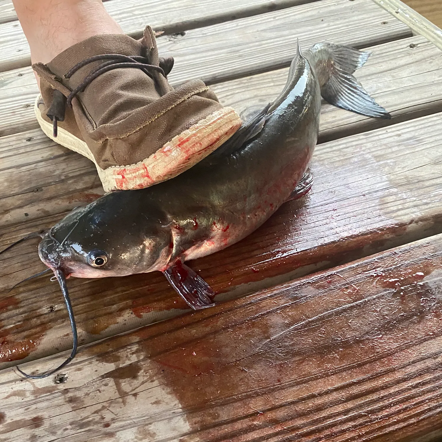 Channel catfish caught on Fishbrain