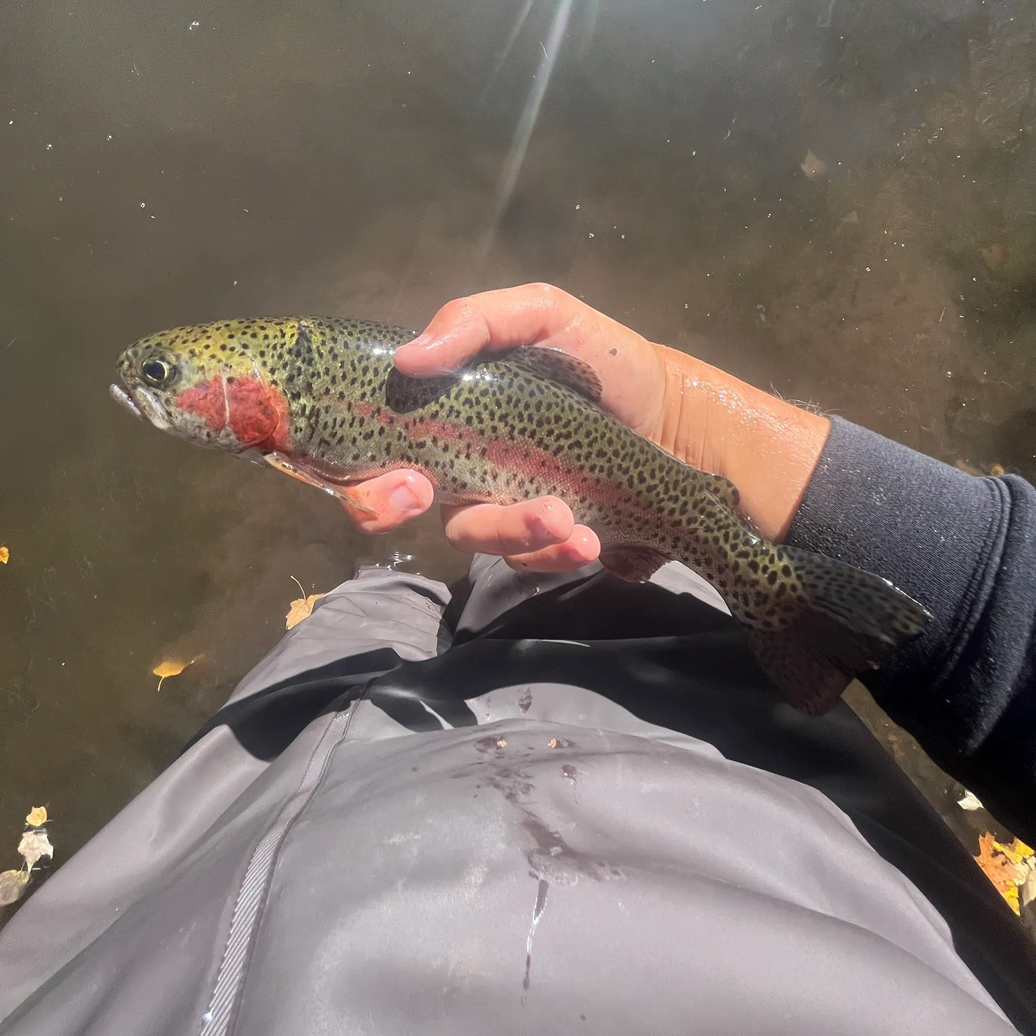 Rainbow trout caught on Fishbrain