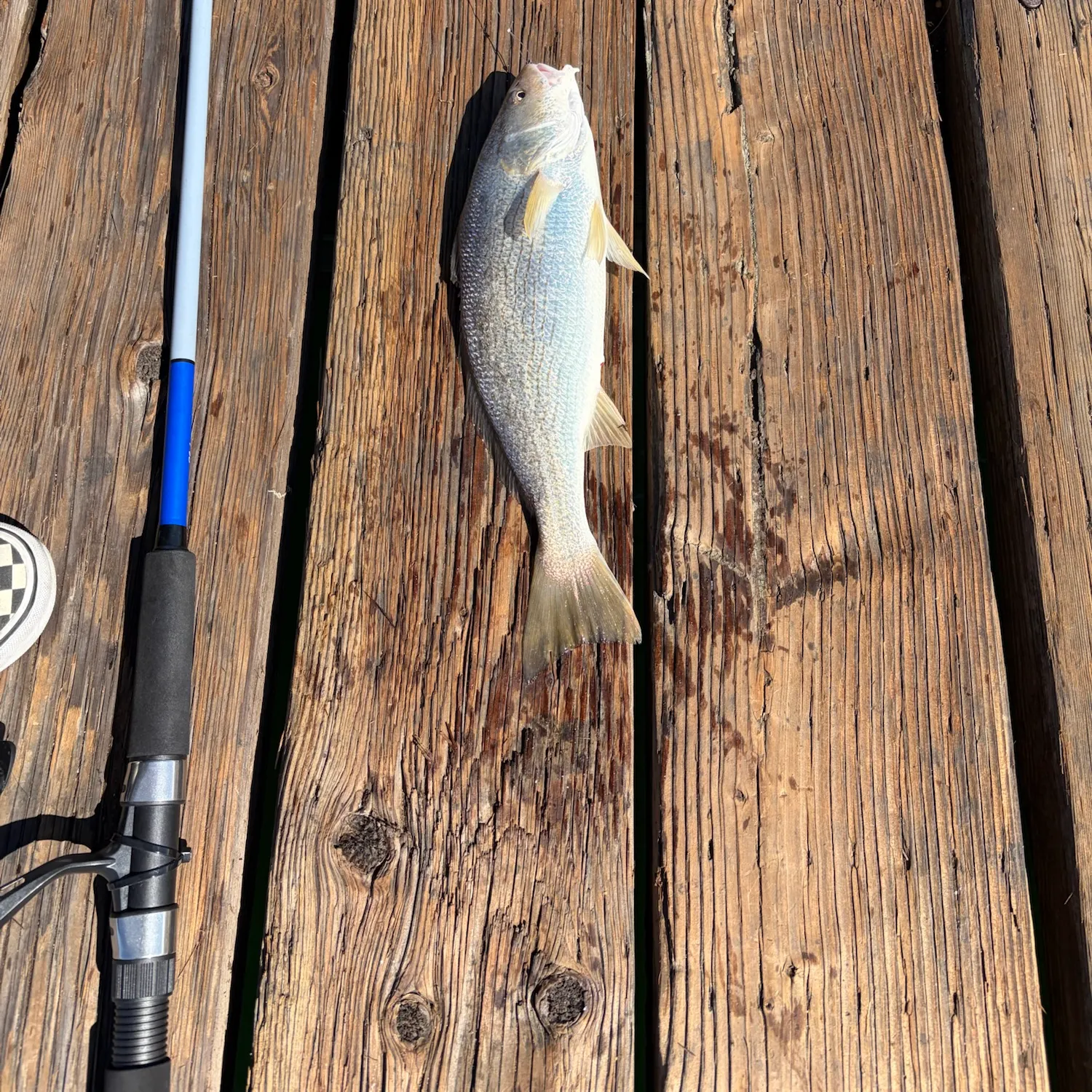 The most recent Yellowfin croaker catches on Fishbrain