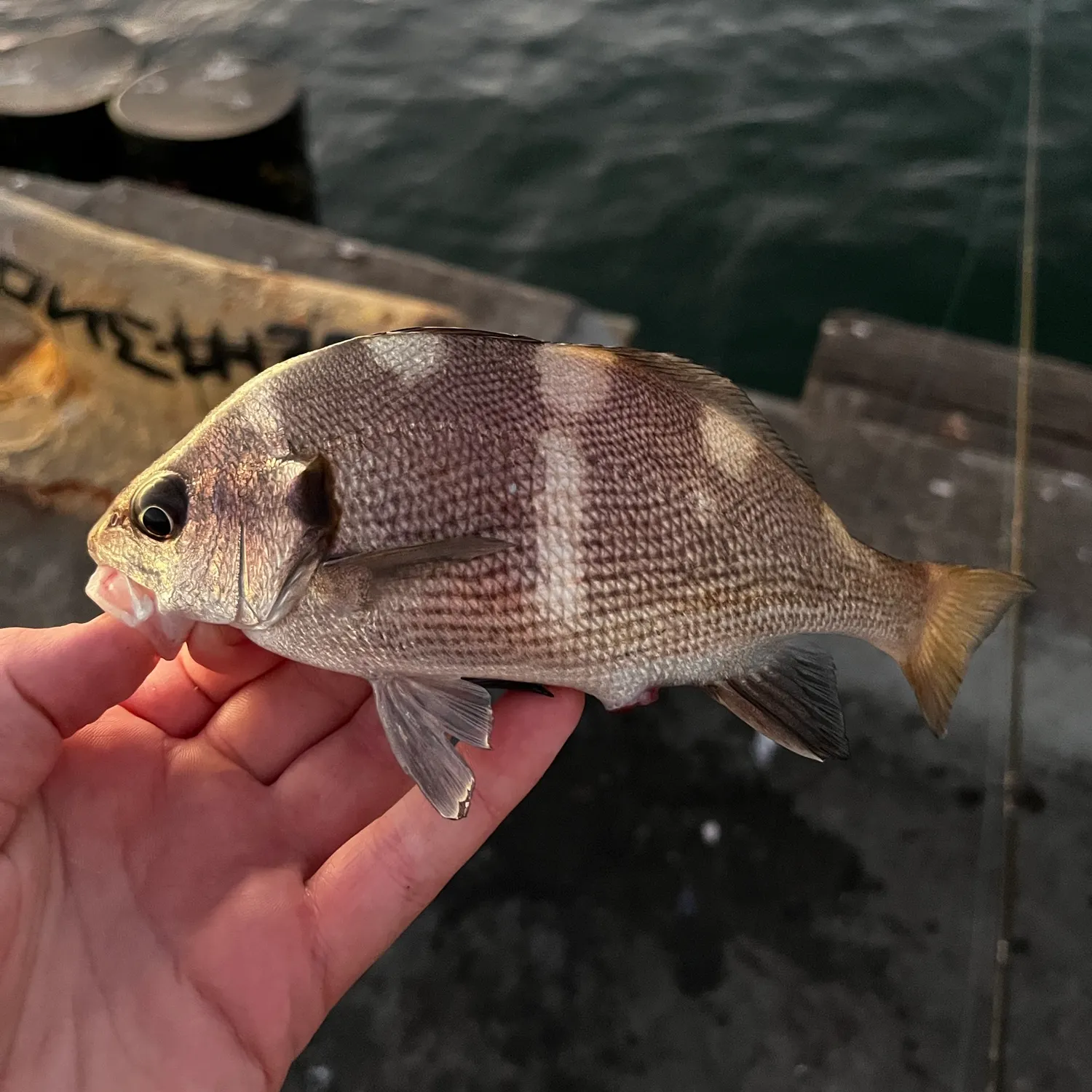 Black croaker caught on Fishbrain