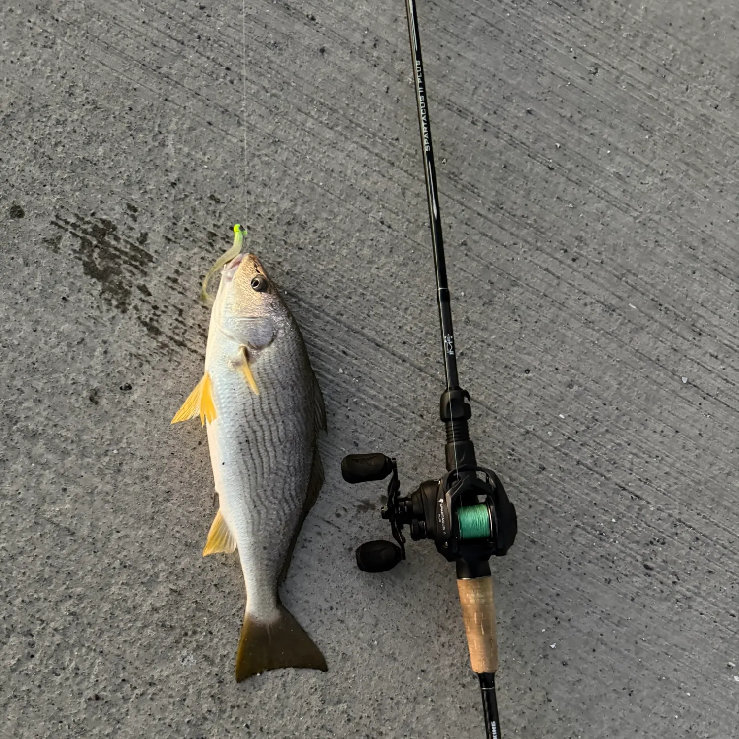 Yellowfin croaker caught on Fishbrain