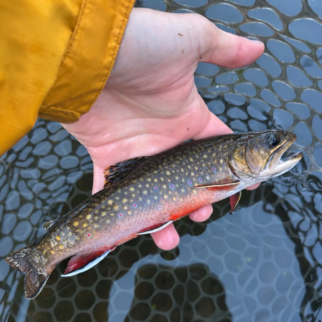 Brook trout caught on Fishbrain