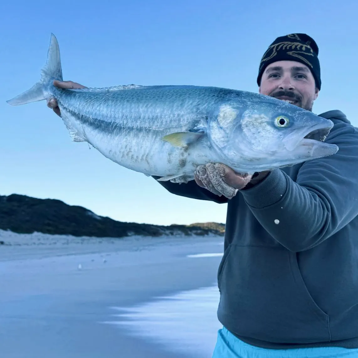 The most recent Western Australian salmon catches on Fishbrain