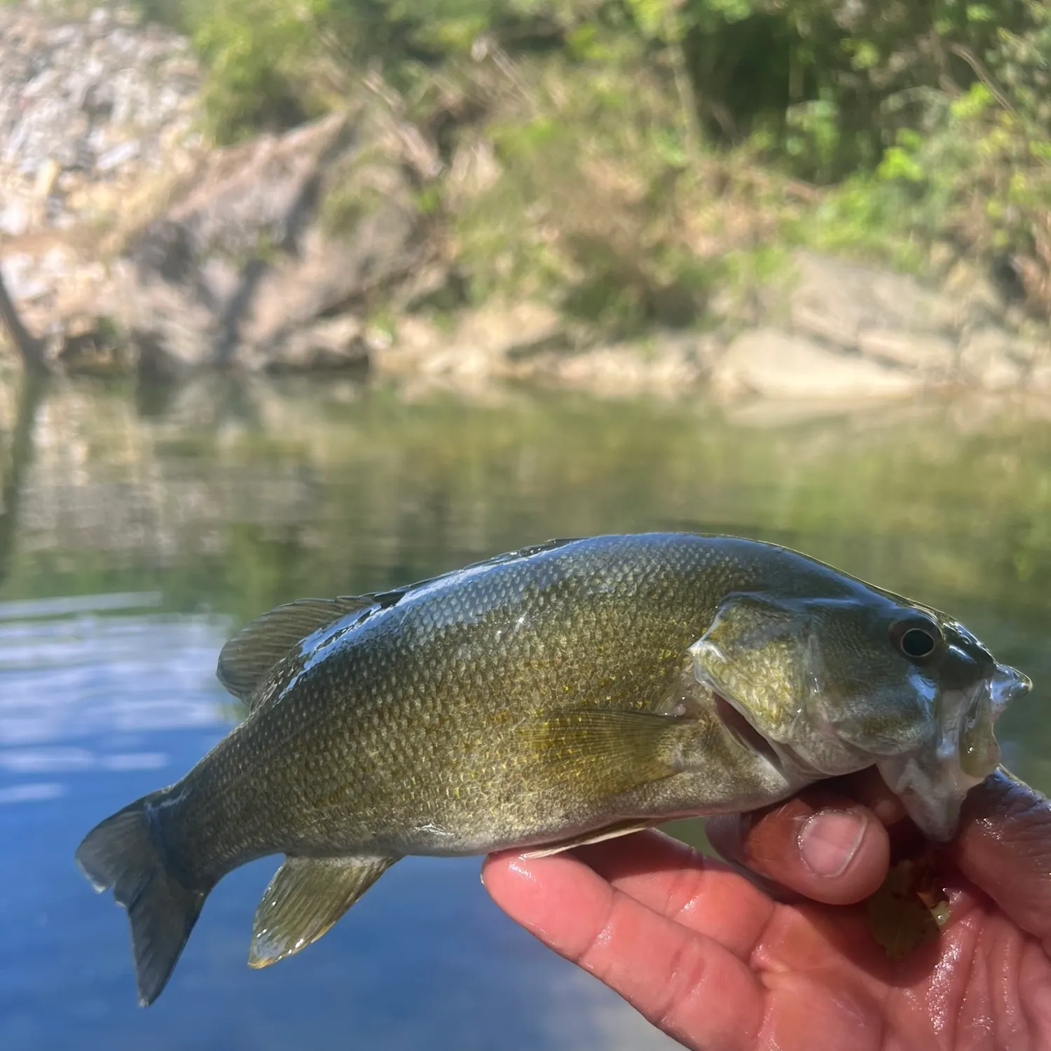 Fish caught on Fishbrain