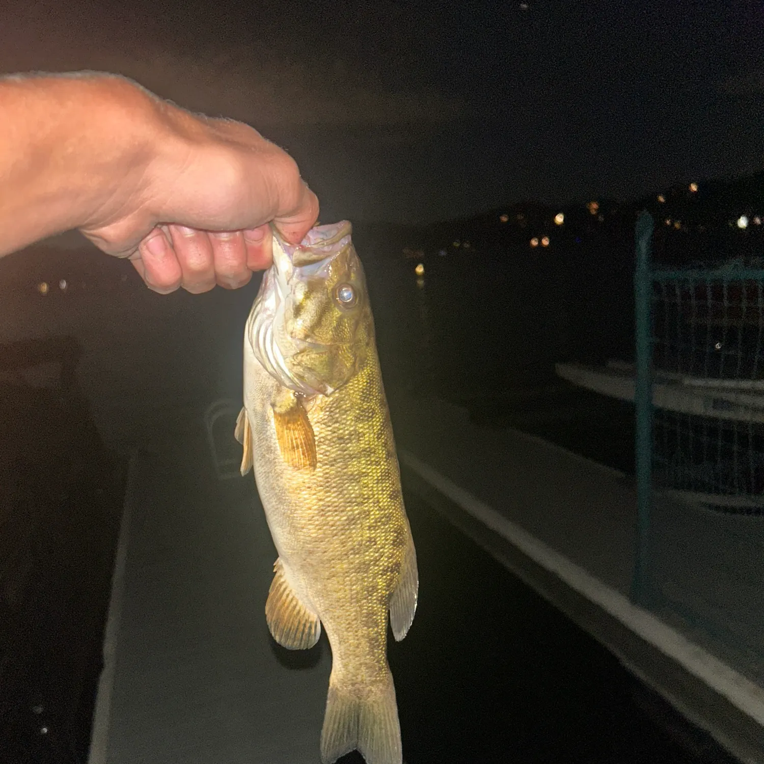 Smallmouth bass caught on Fishbrain