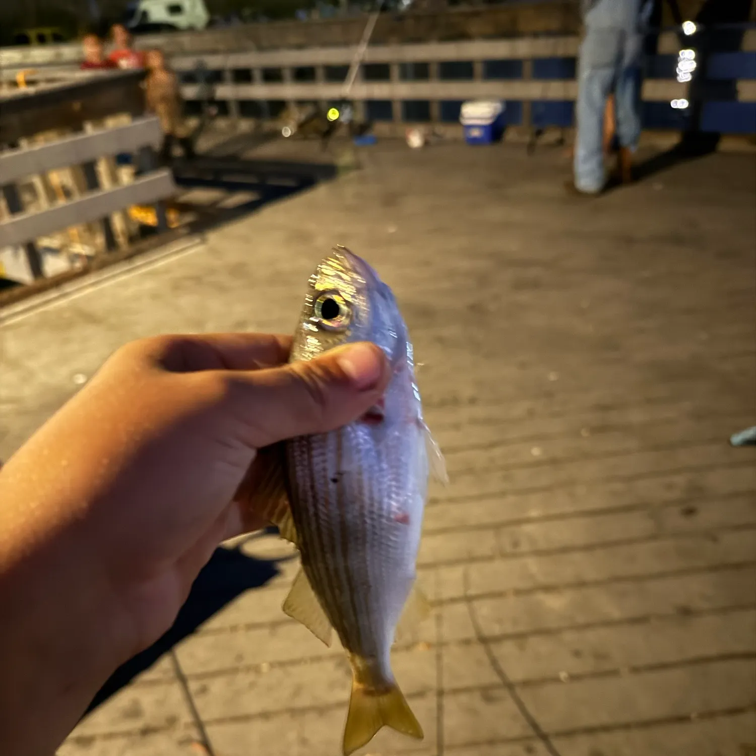 Salema porgy caught on Fishbrain