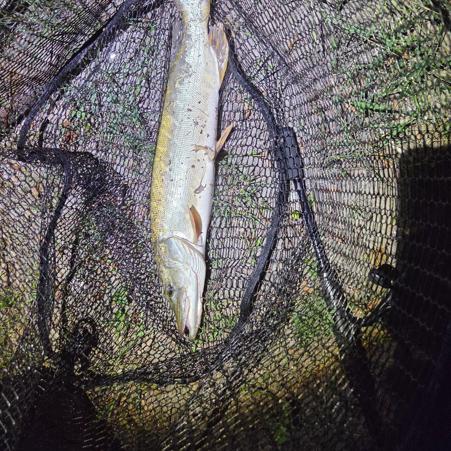 Northern pike caught on Fishbrain