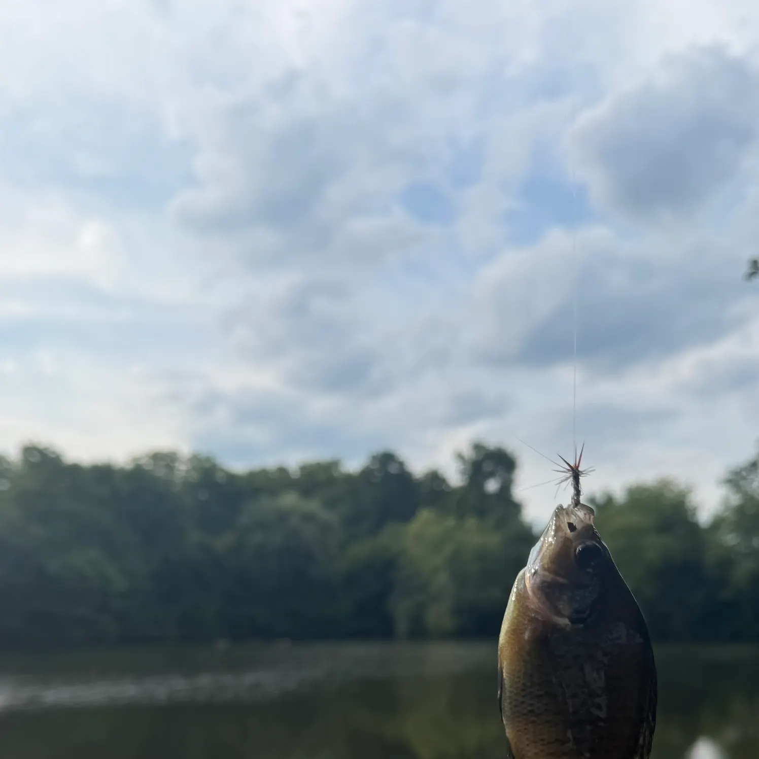 Bluegill caught on Fishbrain