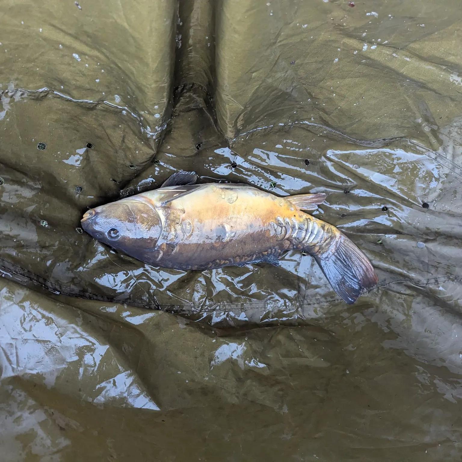 Mirror carp caught on Fishbrain