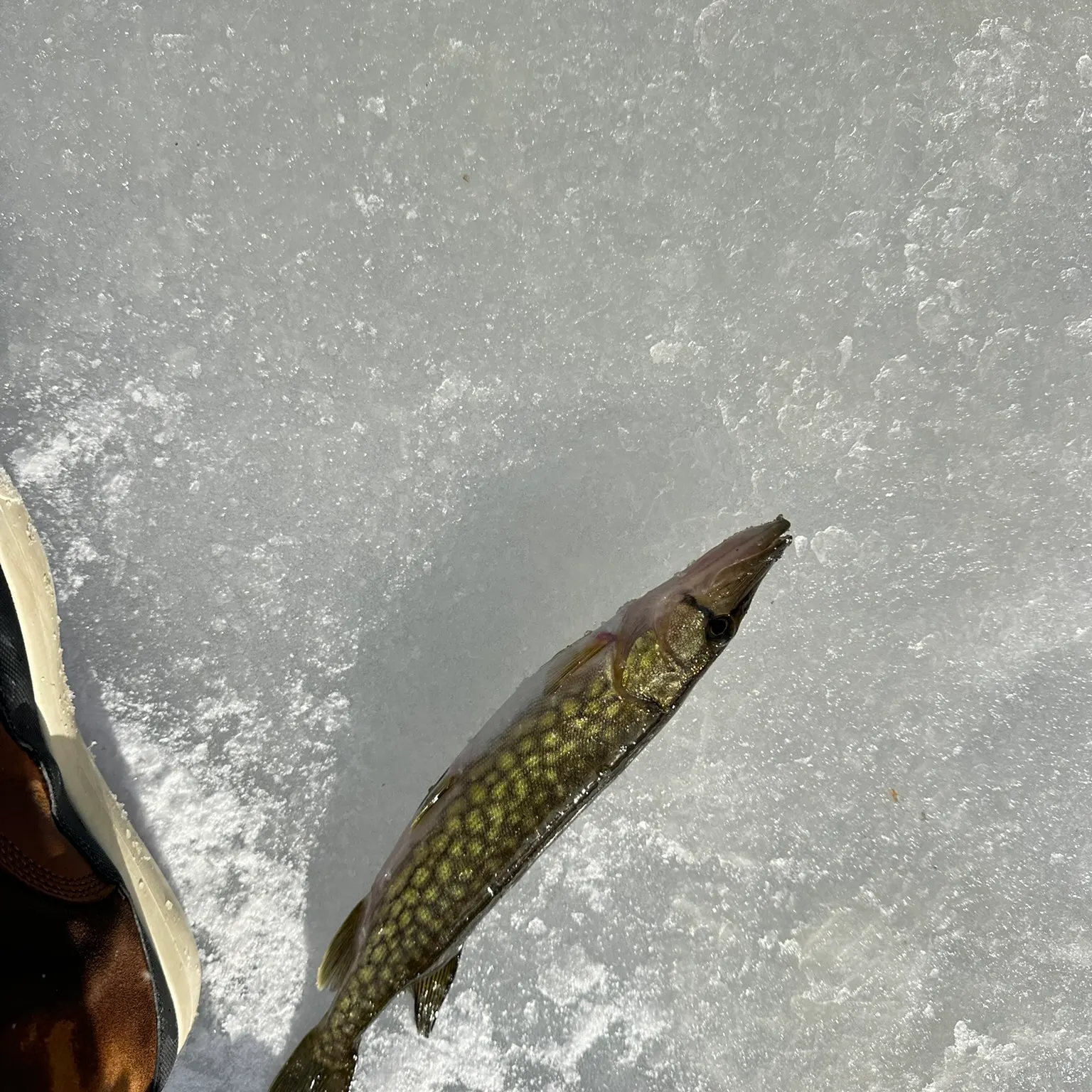 The most recent Chain pickerel catches on Fishbrain