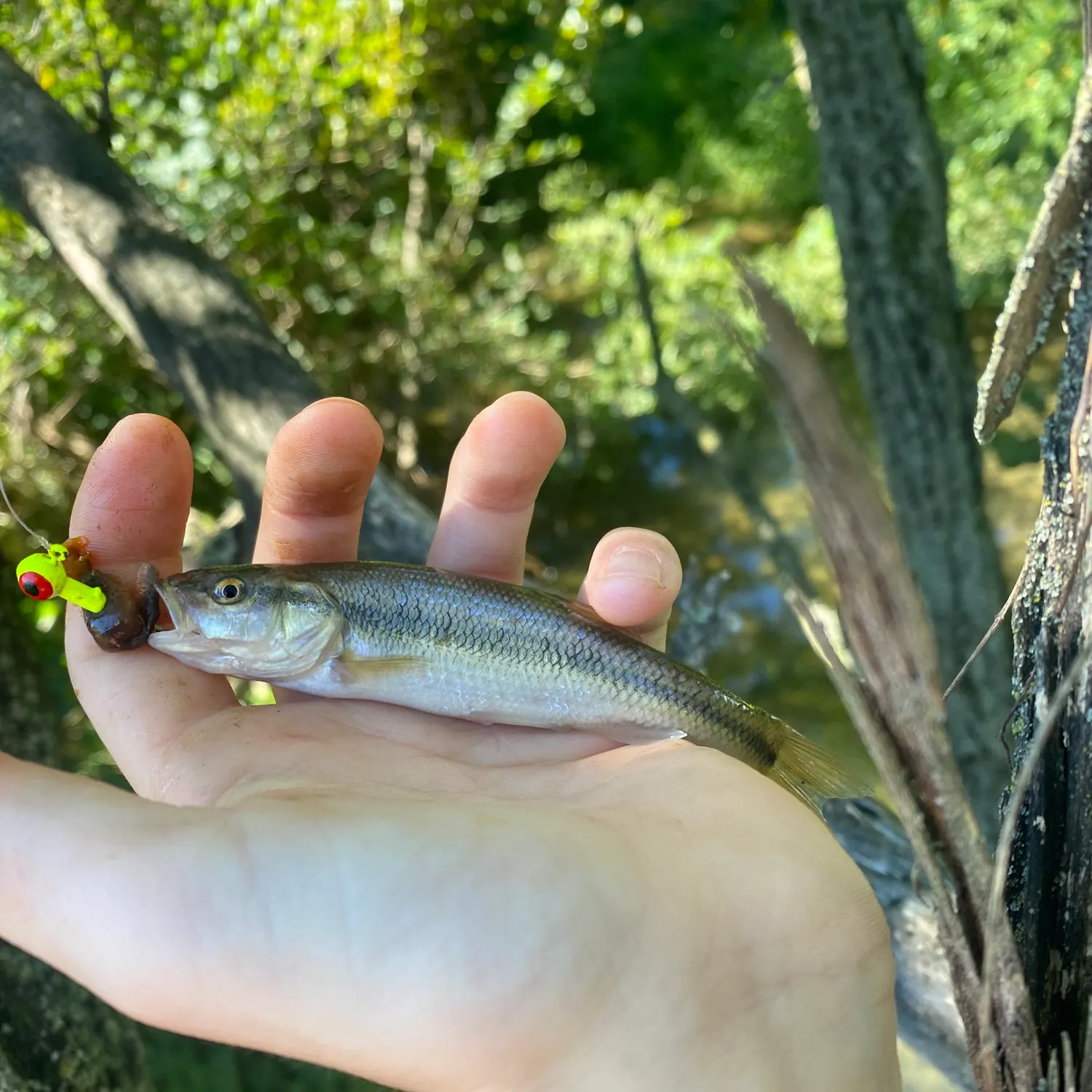 Creek chub caught on Fishbrain