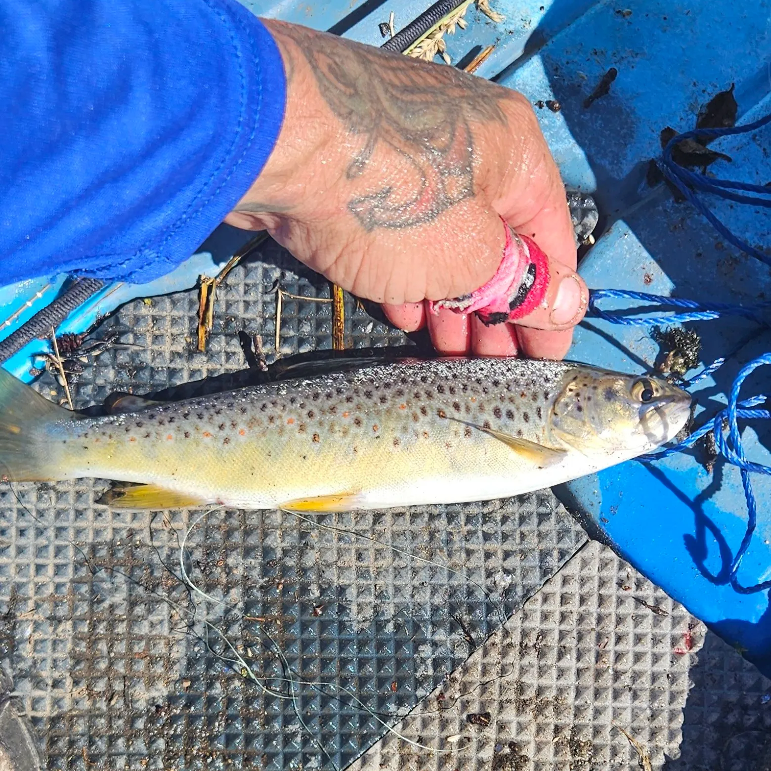 recently logged catches