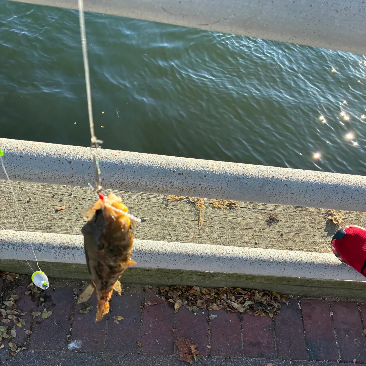 The most recent Northern puffer catches on Fishbrain