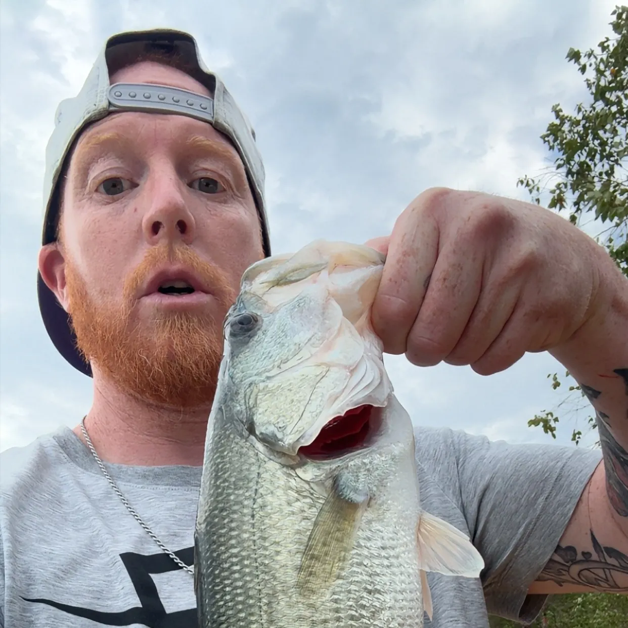 Largemouth bass caught on Fishbrain