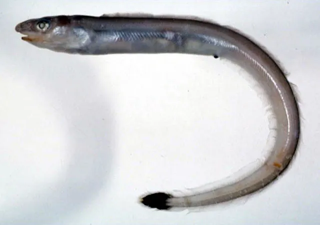 Largemouth eel