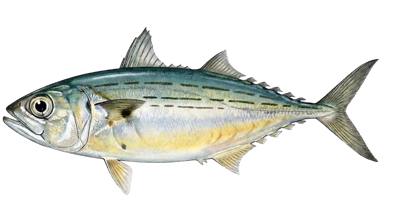 Indian mackerel