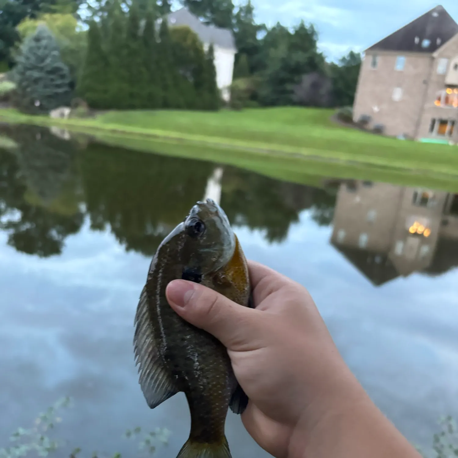 Bluegill caught on Fishbrain