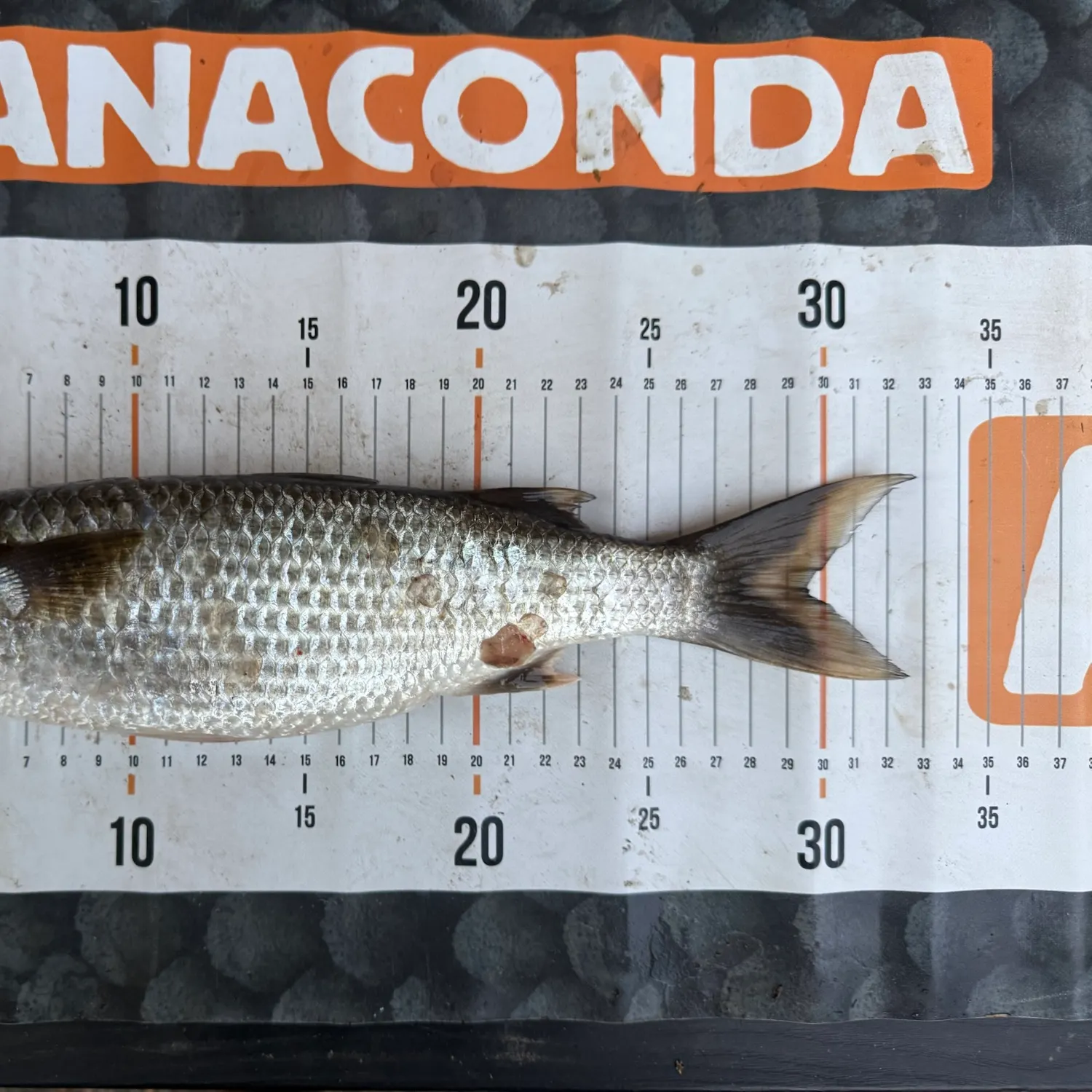 The most recent Largescale mullet catches on Fishbrain