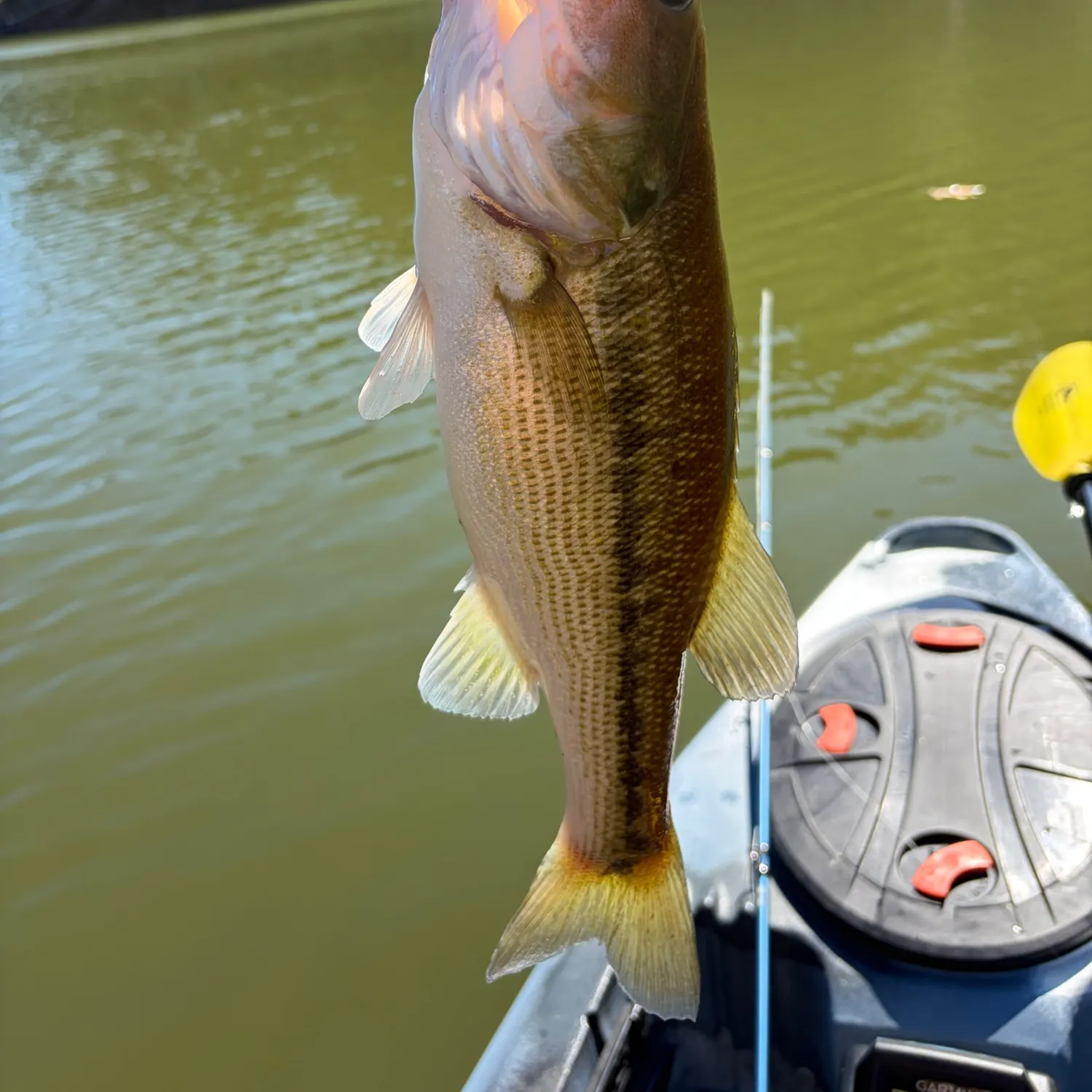 Spotted bass caught on Fishbrain
