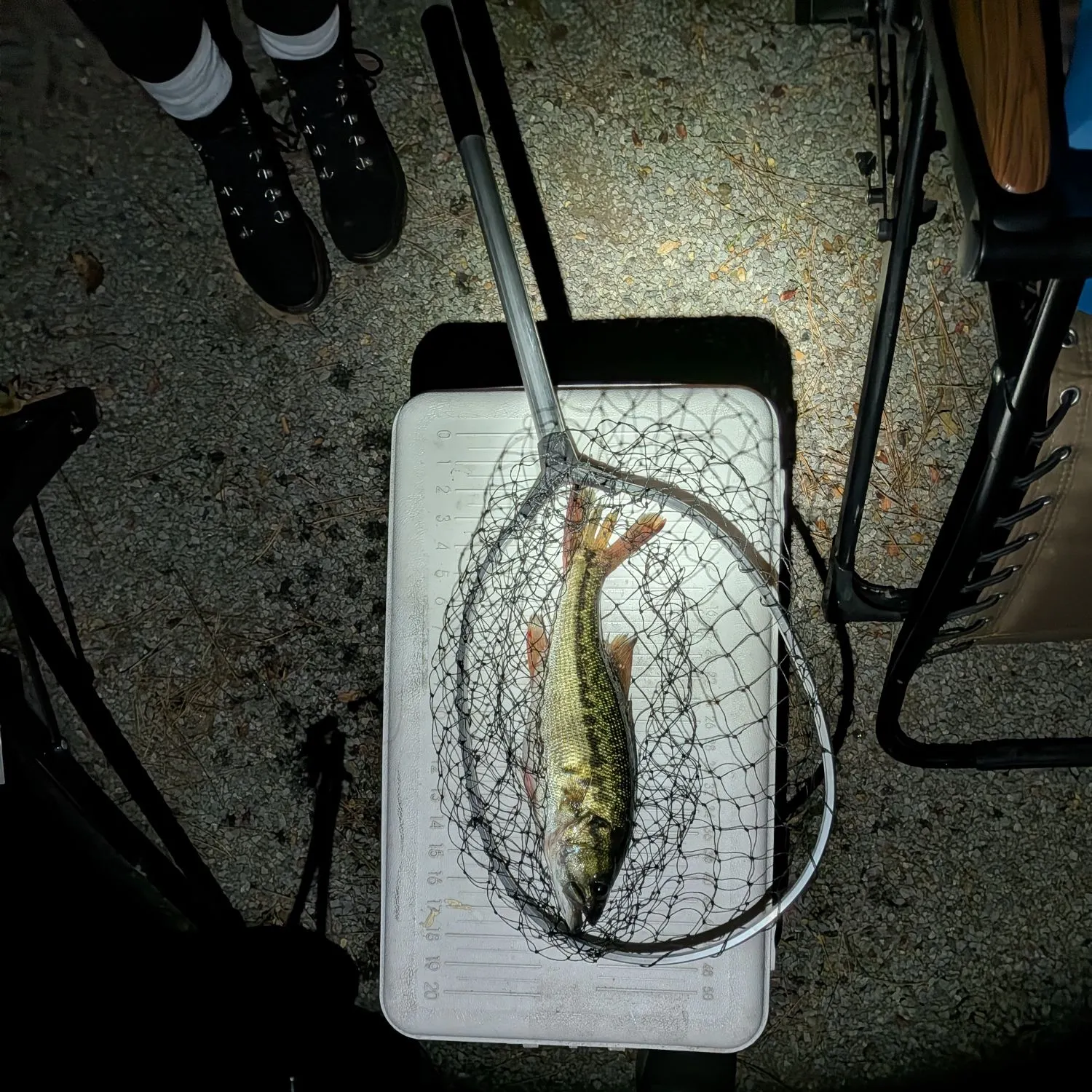 Spotted bass caught on Fishbrain