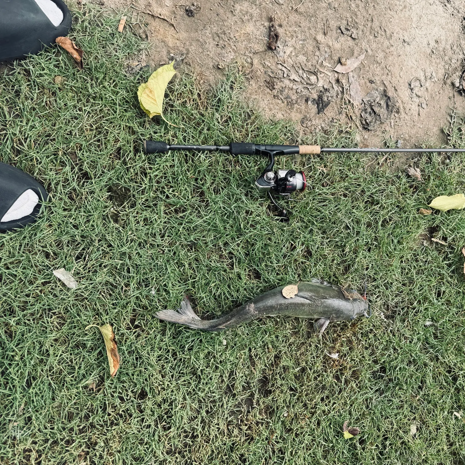 Channel catfish caught on Fishbrain
