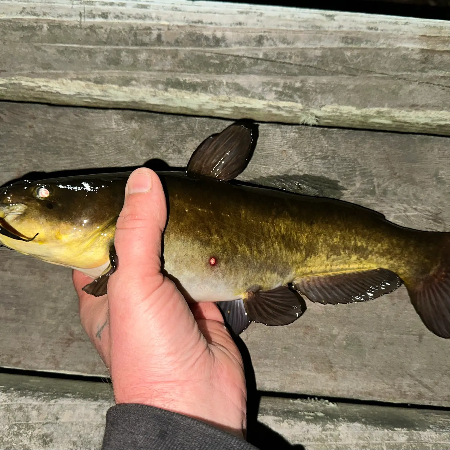 Brown bullhead caught on Fishbrain